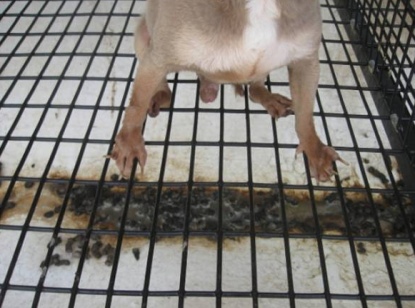Shaver USDA pmill brown paws on wire w poop below