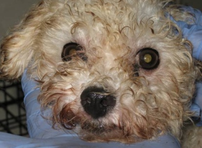 Puppy mills make dogs ‘autistic,’ says study Companion Animals