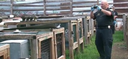 More than 5,500 dogs seized from Missouri breeders since start of ‘Operation Bark Alert’ Animal Advocacy