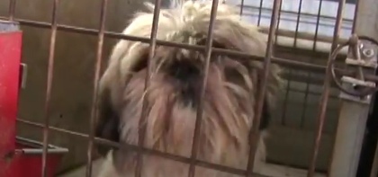 Law would have required better care for dogs than for children, says farm bureau Animal Advocacy