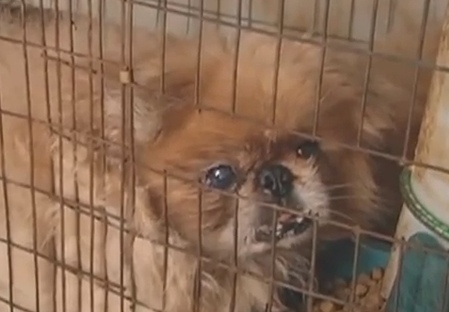 Missouri breeds 30% of puppies sold in U.S. pet stores, says farm bureau Animal Advocacy