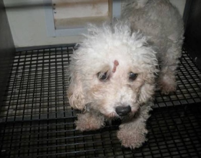 USDA asked to review study on damaged mental health of puppy mill dogs Companion Animals