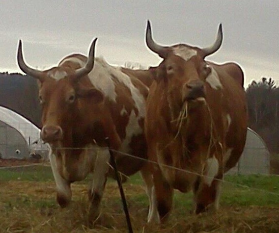 Celella B L chewing in field crop