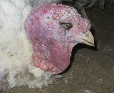 MFA Butterball turkey infected eye