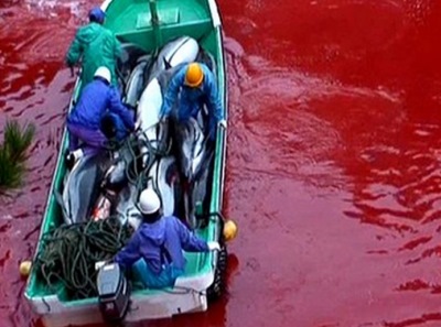 Taiji dolphins spared from death last month may be slaughtered today Animal Advocacy