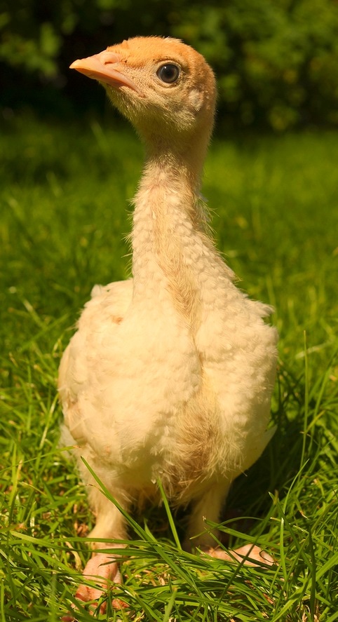 Where do baby turkeys come from? Brace yourself (Opinion) Animal Advocacy