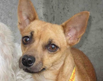 Radio announcers joke about abuse and killing of Chihuahuas Companion Animals