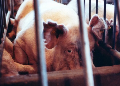 Taking the heat for what we eat: Does animal agriculture cause climate change? Farmed Animals