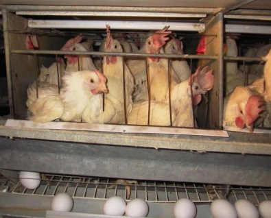 Most commercially produced egg-laying hens in the U.S. spend their lives in the close confines of "battery cages," says the American Society for the Prevention of Cruelty to Animals (ASPCA). About 9 billion chickens are raised and slaughtered in the U.S. per year, according to the American Meat Institute (AMI).