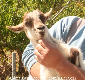 A baby goat’s last day (Part 4): ‘How is he to blame?’ Farmed Animals