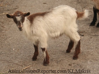A baby goat’s last day (Part 2): Of sex, milk, and babies Farmed Animals