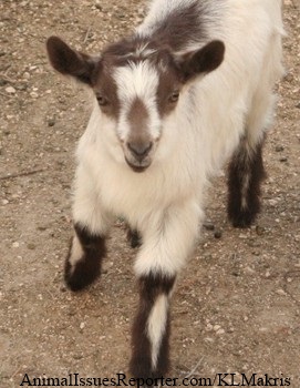 A baby goat’s last day (Part 1): An idyllic life Farmed Animals
