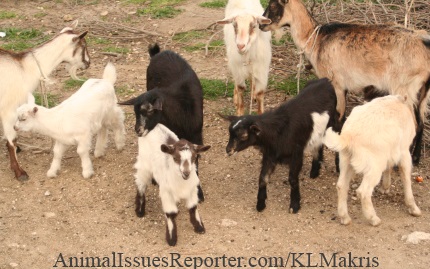 A baby goat’s last day (Part 3): A date with the butcher Farmed Animals