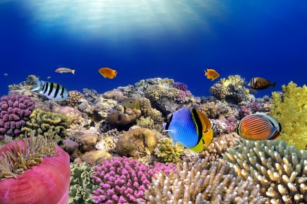 Marine biologists report dwindling health of the world's once-vibrant coral reefs like this one in the Red Sea. Photo: Bigstock