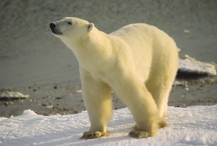 Decreasing habitat due to melting sea ice has already caused dramatic declines in the number of polar bears, say wildlife biologists. Photo: BigStock