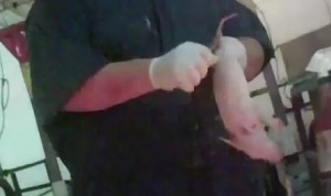 Slamming baby pigs to the ground is accepted method of killing them, says pork industry rep Farmed Animals