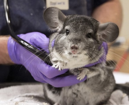 Slated for skinning by California breeder, 420 rescued chinchillas now await adoption at shelter Miscellaneous