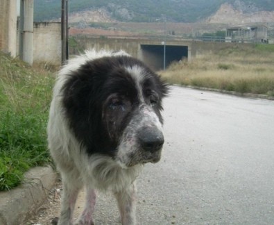 Venereal disease, tar pits, poisonings plague ‘ghost’ dogs in Greek town Animal Advocacy