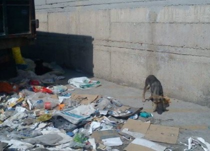 Abandoned, desperate dog forages for something to eat amidst trash Photo: The Ghosts of Aspropyrgos rescue group