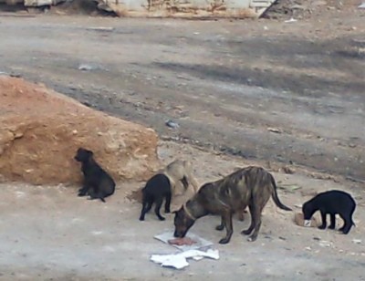 The Ghosts of Aspropyrgos rescue group feeds dozens of mothers and pups like these, says volunteer Photo: The Ghosts of Aspropyrgos rescue group