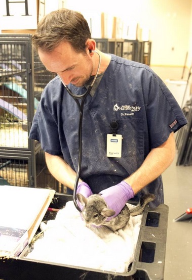 Breaking news: Hundreds of chinchillas rescued from southern California company Animal Advocacy
