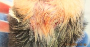 Alleged animal neglect: Skin sore on rump of dog in Kennel of Joy, Missouri /  Photo: Katerina Lorenzatos Makris (from poster displayed at Oceanside hearing) / Photo: Katerina Lorenzatos Makris