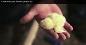 Watts claims that contract farmers' 'hands are tied' by big chicken production companies like Perdue whose policies strictly control animal welfare standards... or lack thereof. Photo: screen shot of Compassion in World Farming video