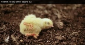 Some of the chicks Perdue sends him from its hatcheries are sick or injured, says farmer Watts. Photo: screen shot from Compassion in World Farming video