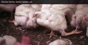 Deformities and broken limbs are not uncommon for the young birds, Watts alleges Photo: screen shot from Compassion in World Farming video