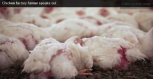 Perdue's specially bred chickens "find it painful to bear the weight of their unnaturally large breasts on their legs, and spend the majority of their time squatting," according to the CIWF video Photo: screen shot from Compassion in World Farming video